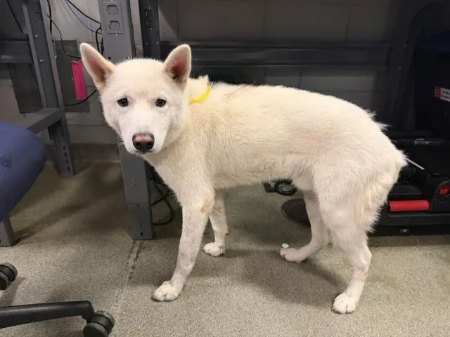A young large-sized male Siberian Husky dog named Logan for adoption in Dallas, TX