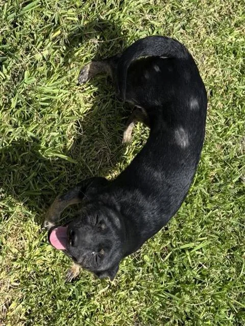 A young small-sized female Chihuahua dog named A for adoption in Houston, TX