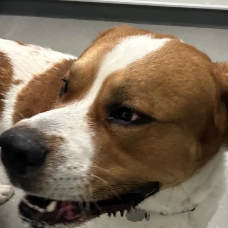 An adult large-sized male Saint Bernard dog named Wallen for adoption in Kennebunk, ME