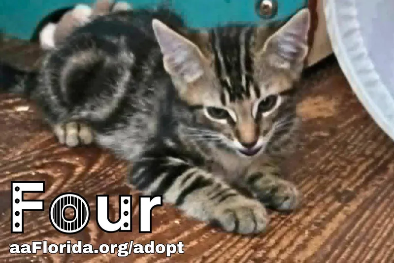 A young medium-sized male Domestic Short Hair cat named Four for adoption in Pensacola, FL
