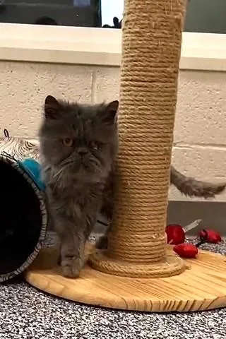An adult medium-sized female Persian cat named Gracie for adoption in Newport Beach, CA