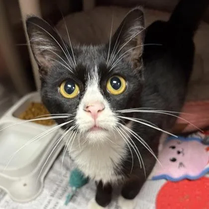 A young small-sized male Black Domestic Short Hair cat named Bay for adoption in North Myrtle Beach, SC