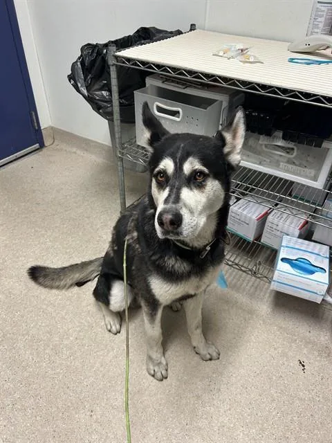 An adult extra large-sized male Alaskan Malamute dog named Puma for adoption in Bakersfield, CA