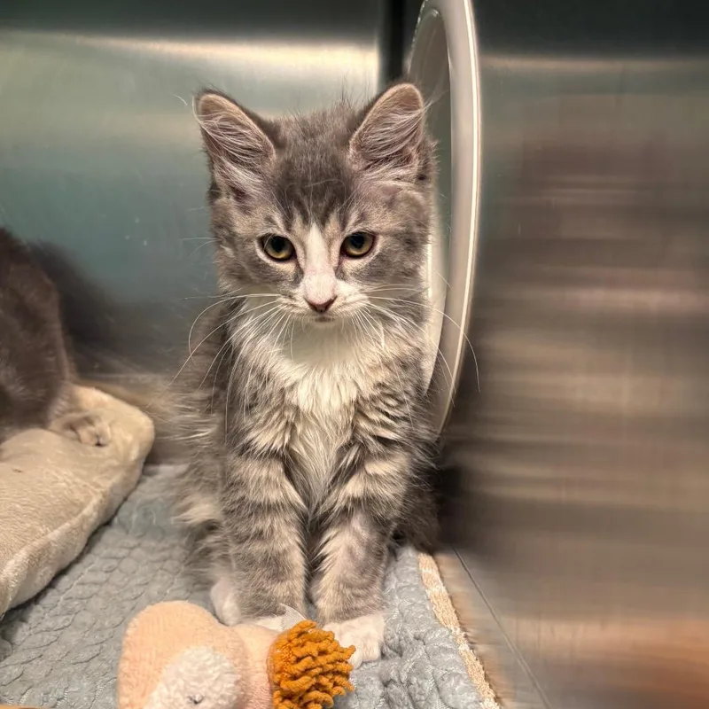 A baby medium-sized female Tabby (Gray / Blue / Silver) Domestic Medium Hair cat named Gaga for adoption in Fenton, MI