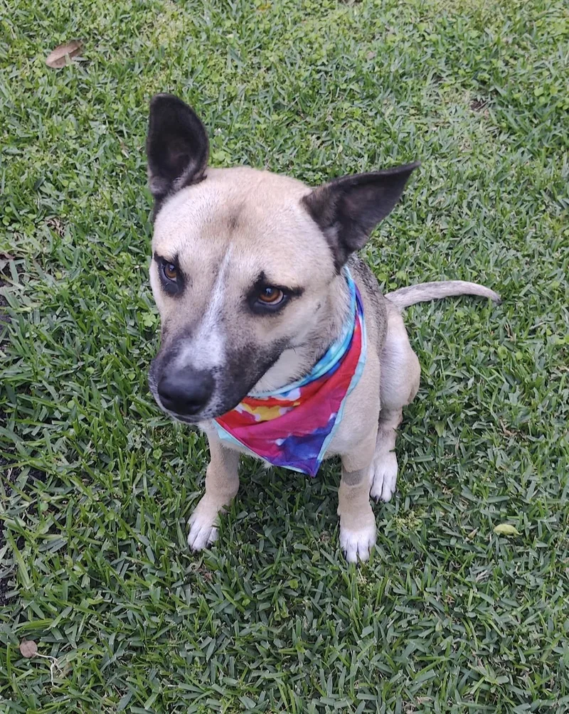 A young medium-sized male German Shepherd Dog dog named Valero for adoption in Tomball, TX