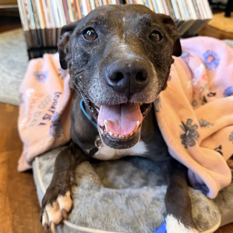 An adult medium-sized female White / Cream Pit Bull Terrier dog named Margo for adoption in Portland, OR