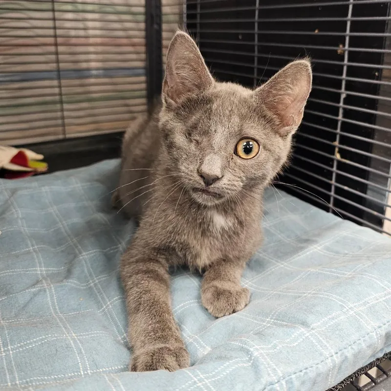 A baby small-sized male Domestic Short Hair cat named Gio for adoption in Monroe, MI