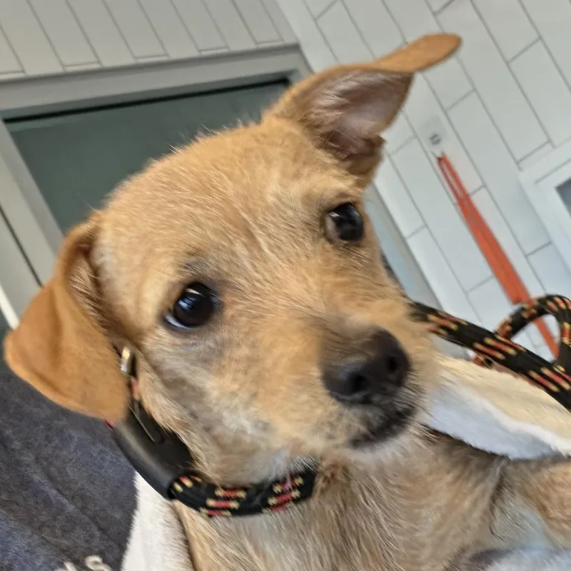 A baby small-sized male Yellow / Tan / Blond / Fawn Mixed Breed dog named Remy for adoption in Leander, TX