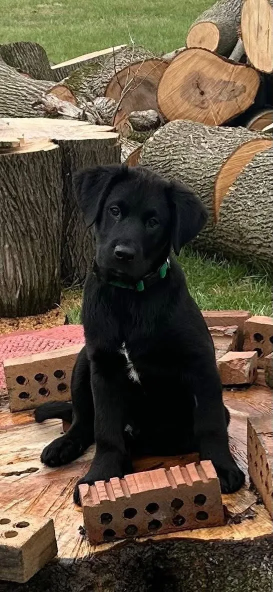 A baby medium-sized male Labrador Retriever dog named Bangkok for adoption in Germantown, OH
