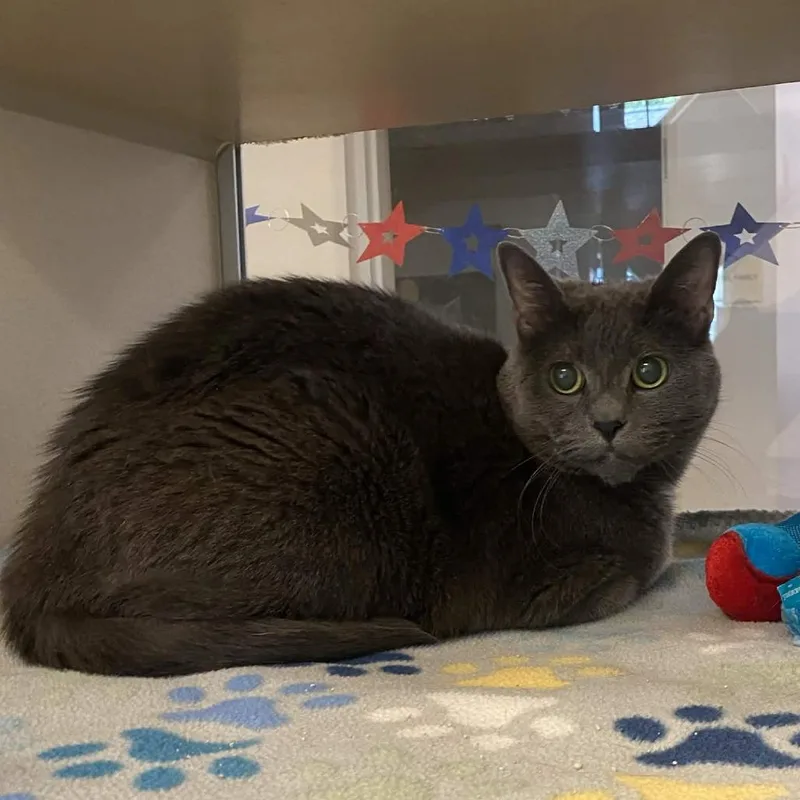 A senior medium-sized female Gray / Blue / Silver Domestic Short Hair cat named Sugar for adoption in Gloucester, VA