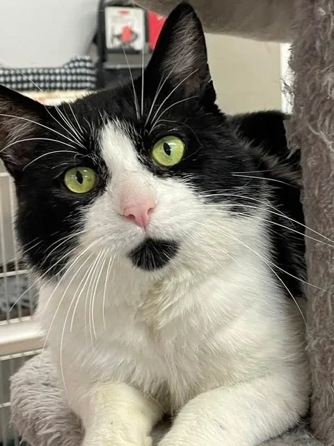 An adult medium-sized male Domestic Short Hair cat named Melvin for adoption in Hayward, WI