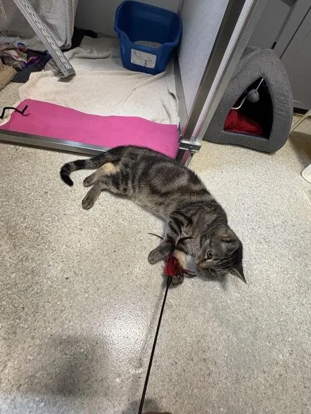 An adult small-sized male Domestic Short Hair cat named Charlie for adoption in San Diego, CA