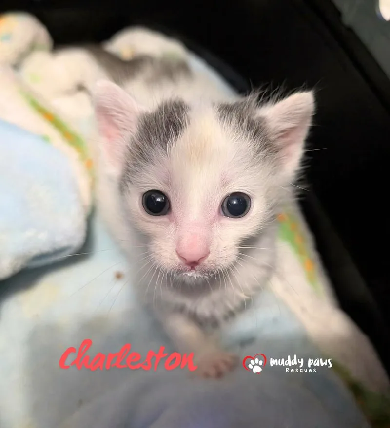 A baby small-sized male Gray & White Domestic Short Hair cat named South Carolina: Charleston for adoption in Council Bluffs, IA