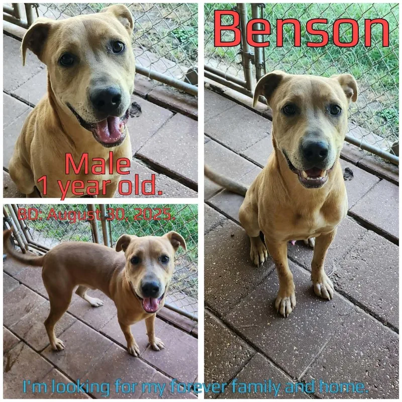 Benson thumbnail 2