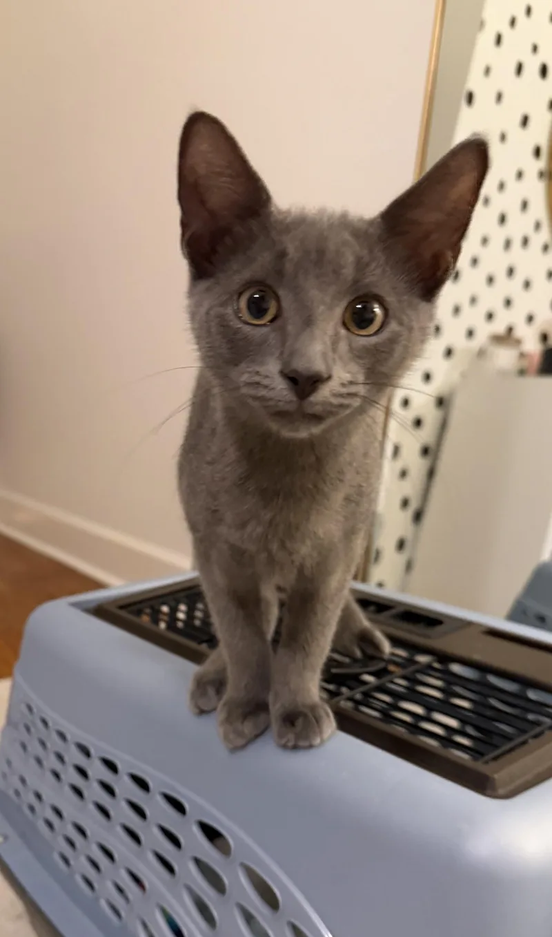 A young small-sized male Smoke Russian Blue cat named Slate for adoption in Mount Pleasant, SC