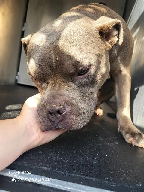 An adult medium-sized female American Staffordshire Terrier dog named Deli Berri for adoption in San Antonio, TX