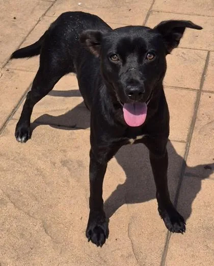 A baby medium-sized female Terrier dog named Lucy for adoption in Shreveport, LA