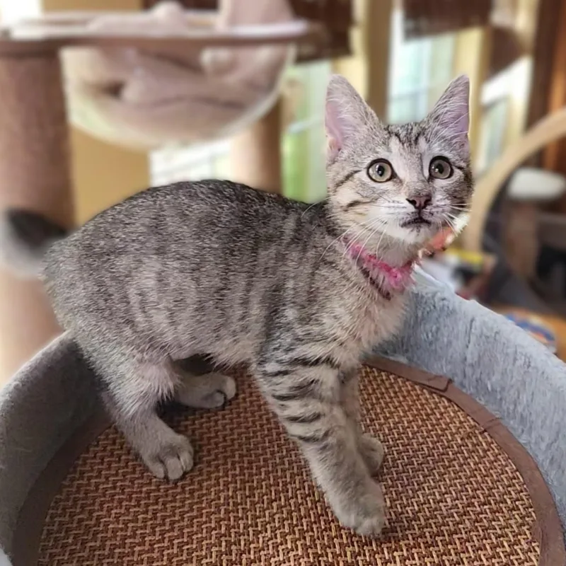A baby medium-sized female Tabby (Gray / Blue / Silver) Domestic Short Hair cat named Pinkie for adoption in Allen, TX