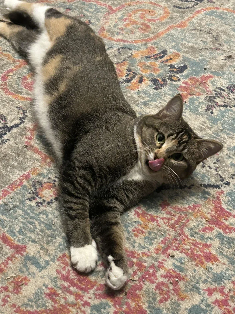 Buttercup Aka Blinkie thumbnail 2