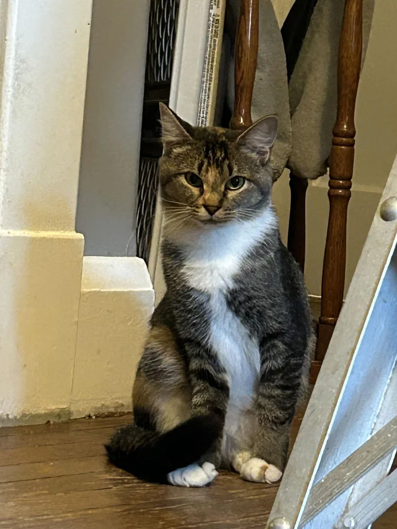 Buttercup Aka Blinkie thumbnail 3