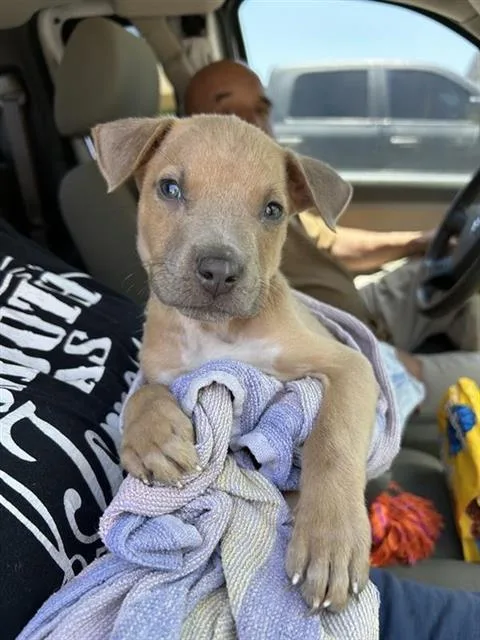 A baby small-sized male American Staffordshire Terrier dog named Cooper for adoption in San Antonio, TX