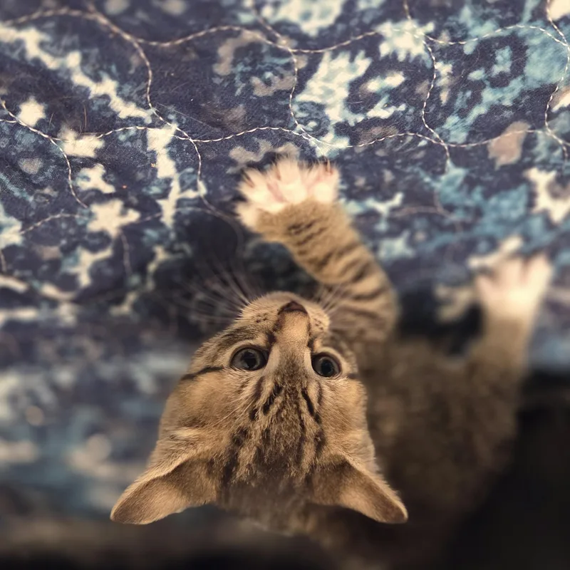 A baby small-sized male Tabby (Brown / Chocolate) Tabby cat named Mikey for adoption in Bayonne, NJ