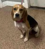 A young small-sized female Tricolor (Brown, Black, & White) Beagle dog named Gigi for adoption in Atco, NJ