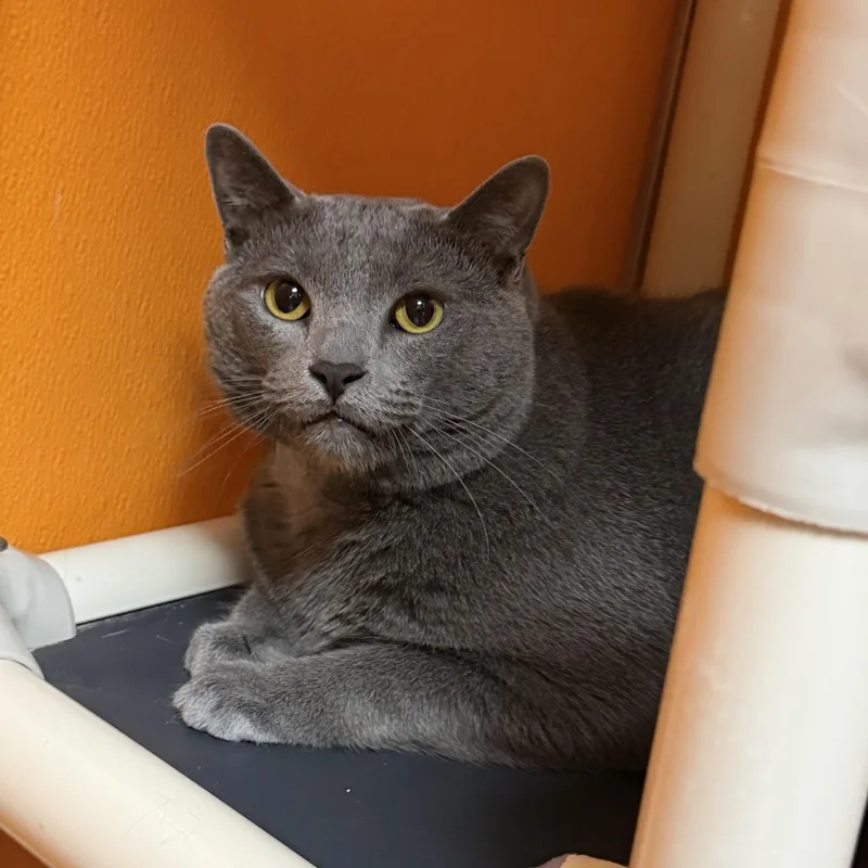 Fritz Declawed thumbnail 2