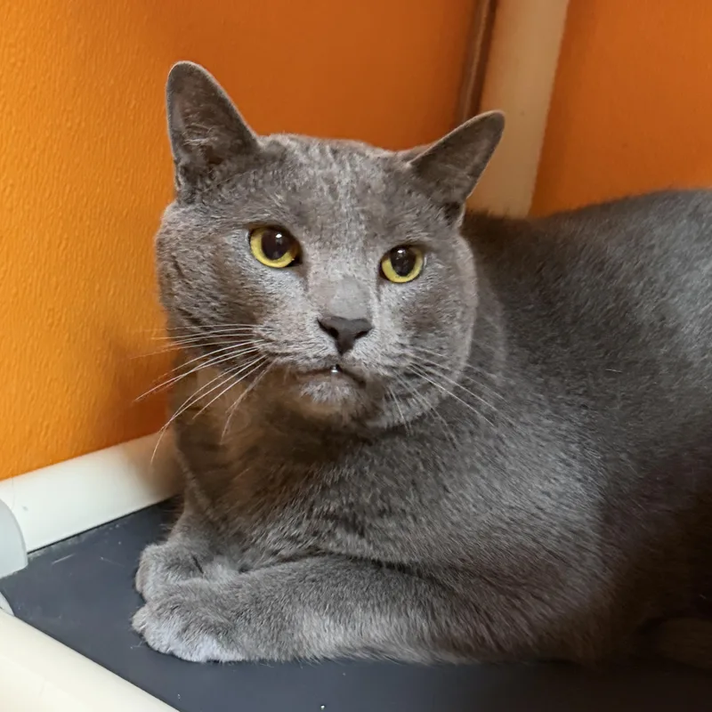 An adult medium-sized male Gray / Blue / Silver Domestic Short Hair cat named Fritz Declawed for adoption in Elyria, OH