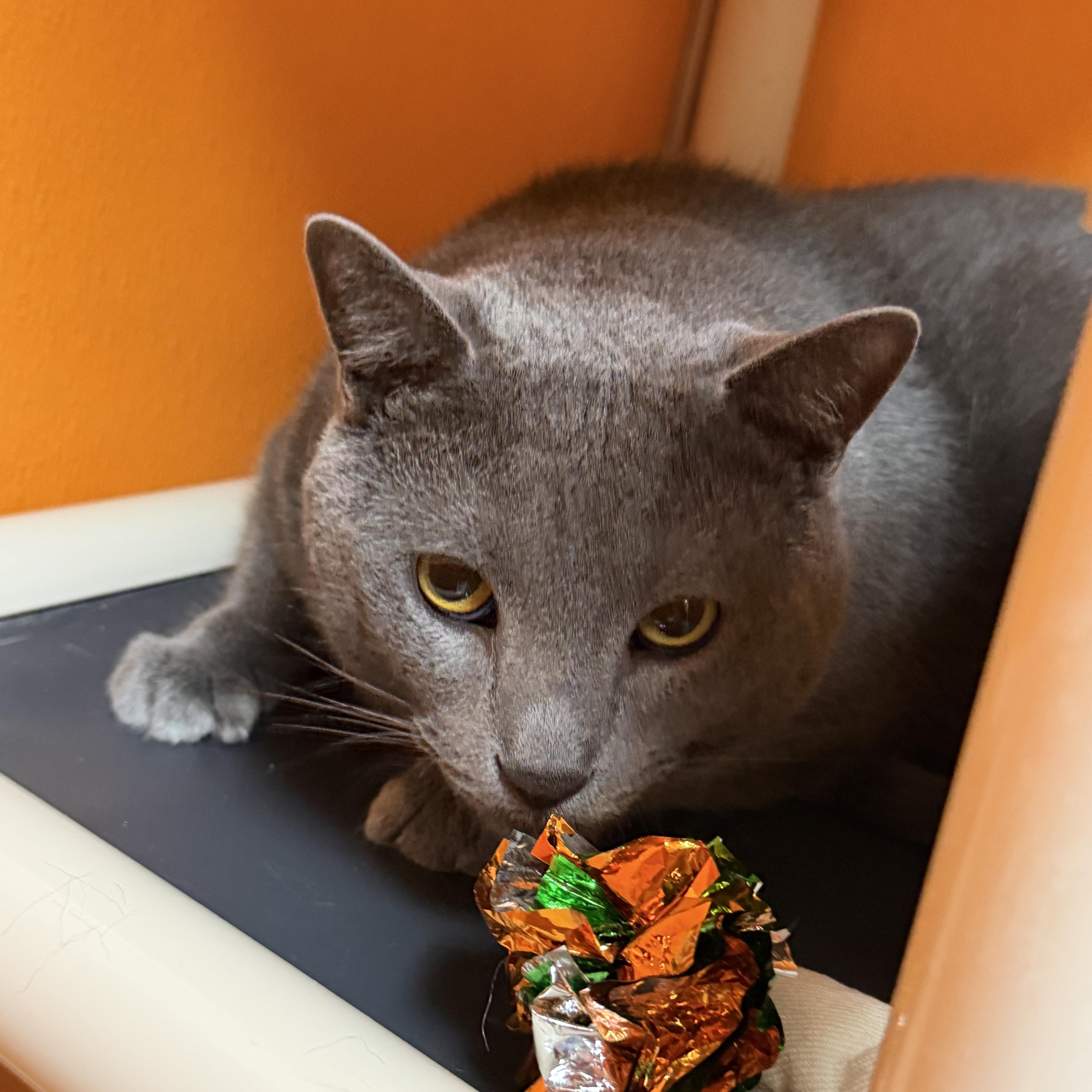 Fritz Declawed thumbnail 3