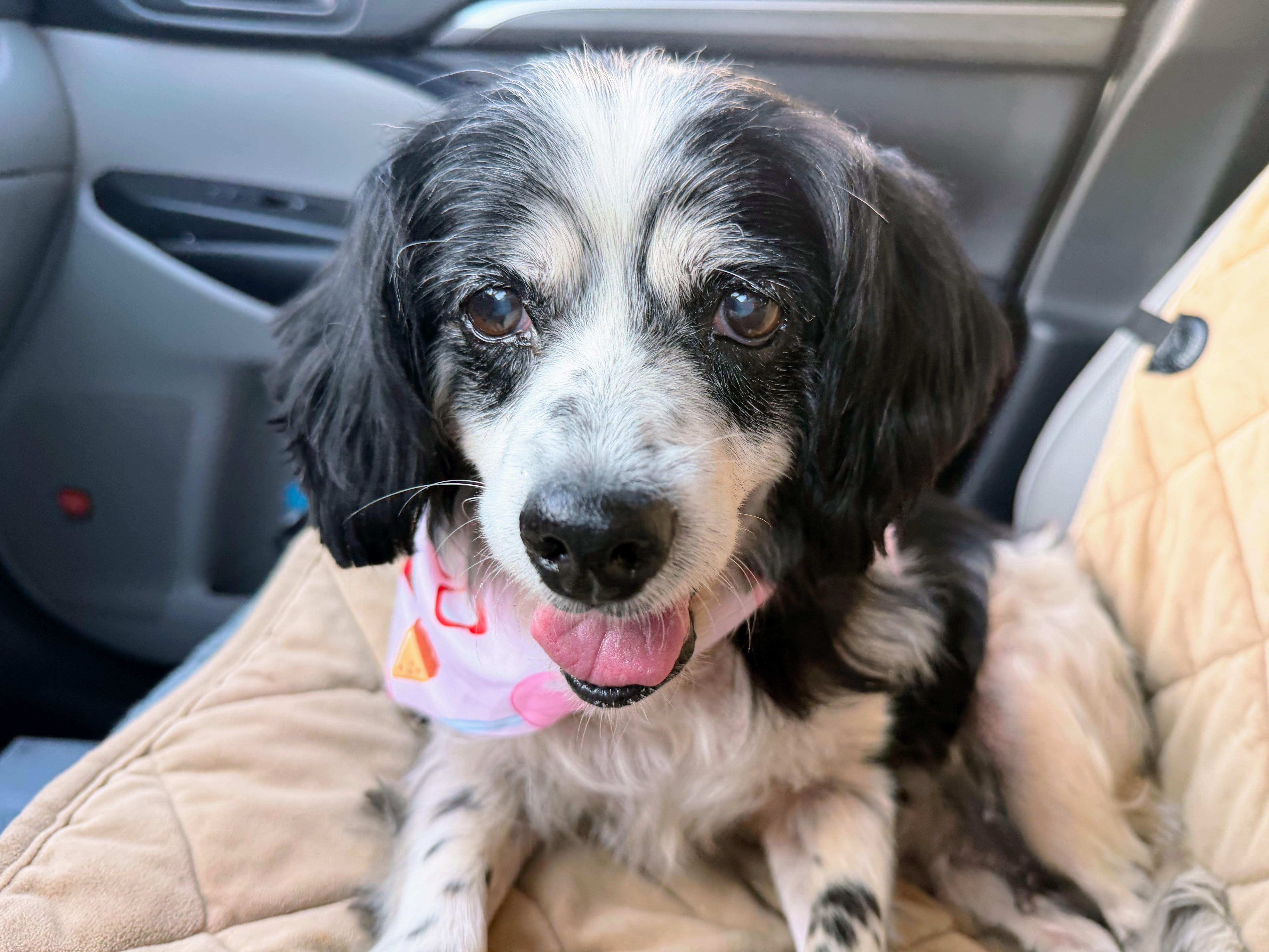 A senior small-sized female Cocker Spaniel dog named Dinah for adoption in South San Francisco, CA