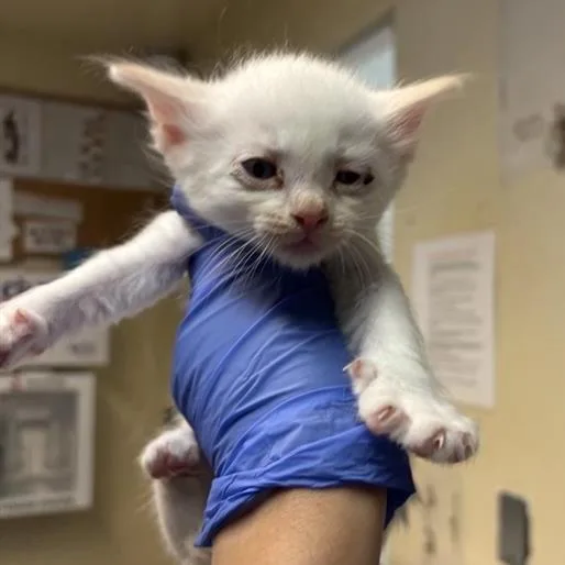 A baby small-sized male White Domestic Short Hair cat named Grey Collar for adoption in Pasadena, CA