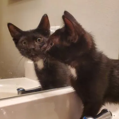 A baby small-sized male Domestic Short Hair cat named Phillips for adoption in Wheaton, IL