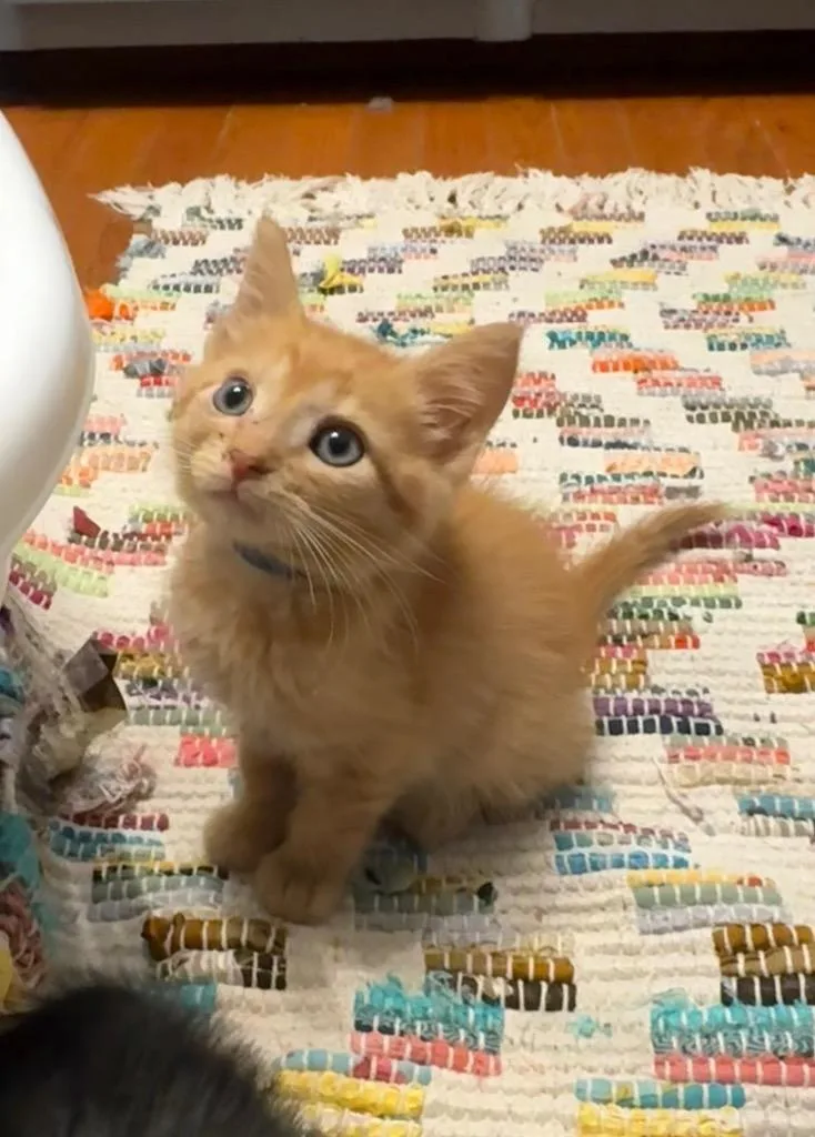 A baby small-sized male Domestic Short Hair cat named Scottie TooHottie for adoption in Newnan, GA