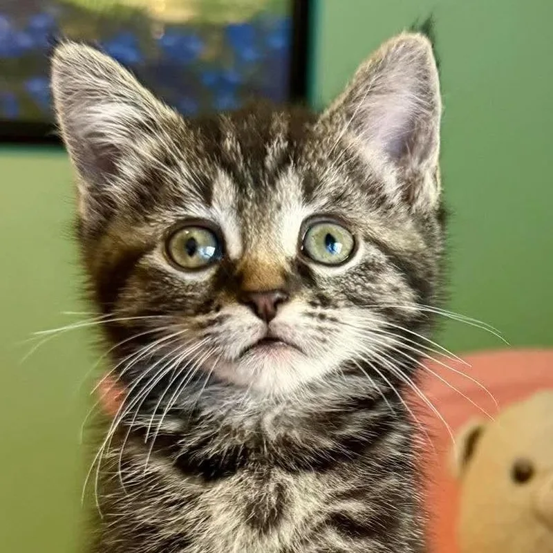 A baby small-sized female Brown / Chocolate Domestic Short Hair cat named Mist for adoption in Forest Park, IL