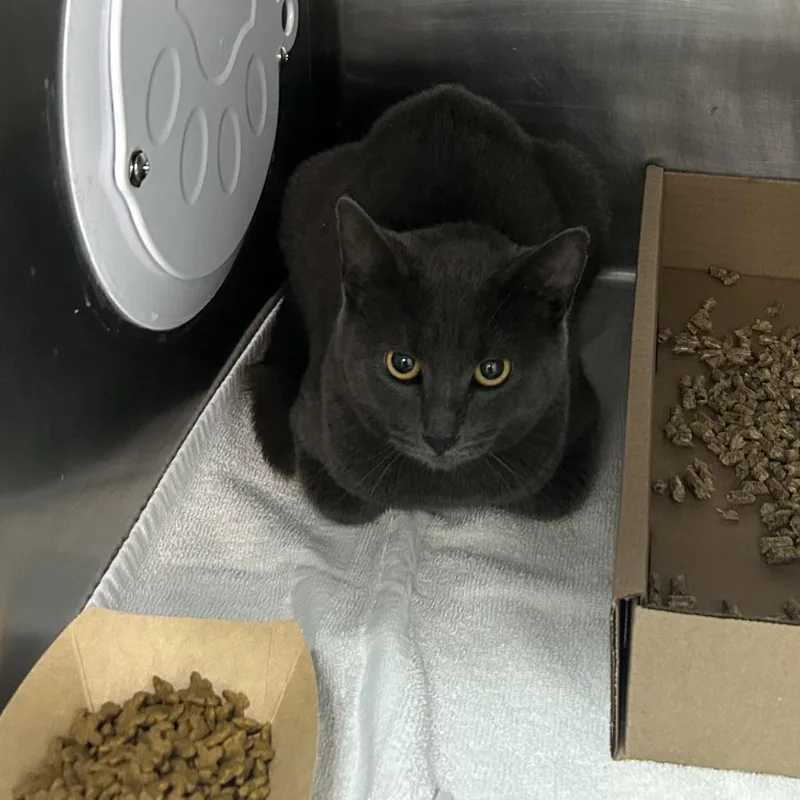 A baby medium-sized female Gray / Blue / Silver Domestic Short Hair cat named Lavendar for adoption in Newark, NJ