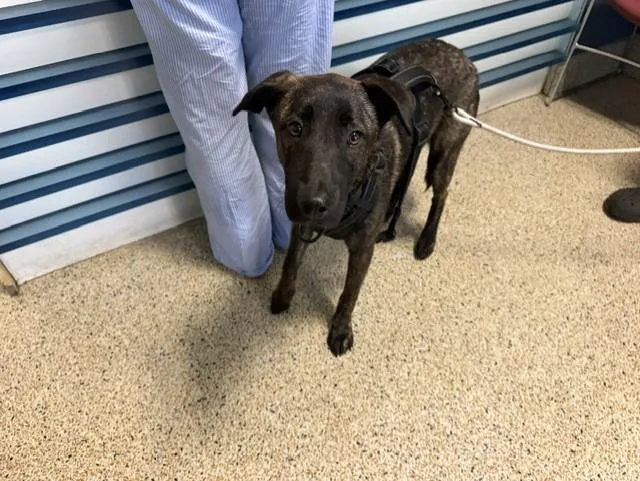 A young large-sized female Dutch Shepherd dog named Coco for adoption in Miami, FL