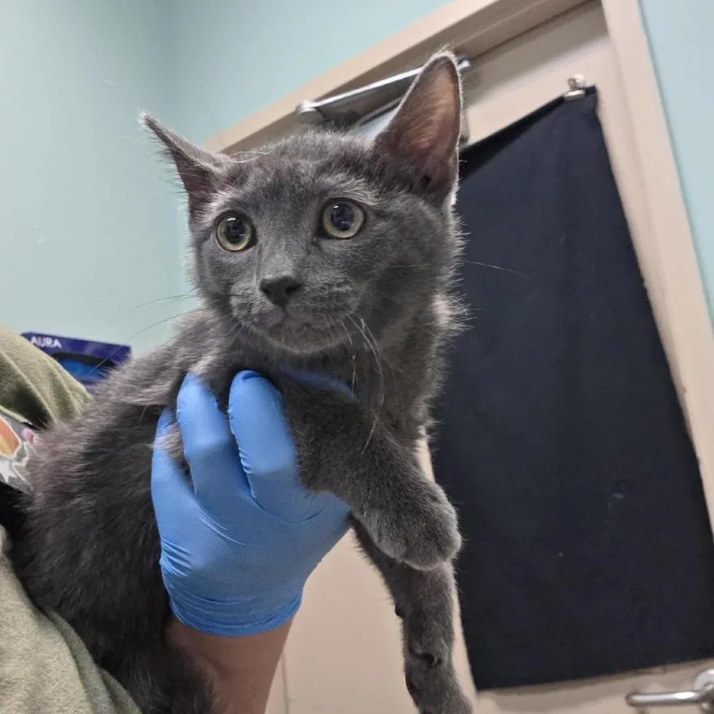 A baby small-sized male Gray / Blue / Silver Domestic Short Hair cat named Spanish for adoption in Tacoma, WA