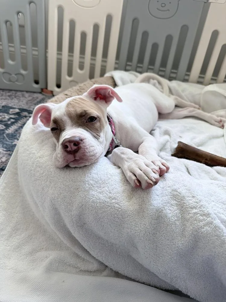 A baby medium-sized female Pit Bull Terrier dog named Hazel for adoption in Wake Forest, NC
