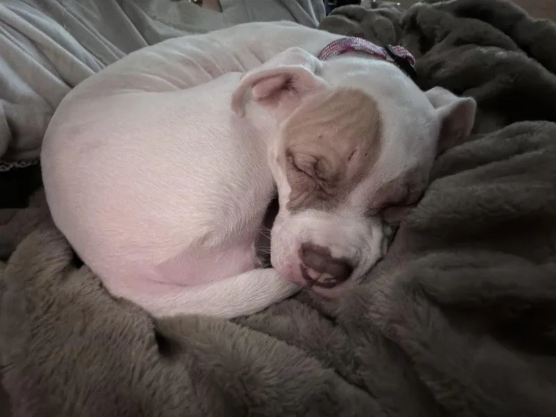 Hazel thumbnail 6