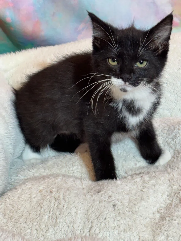 A baby medium-sized female Domestic Short Hair cat named Tiki for adoption in Wintersville, OH