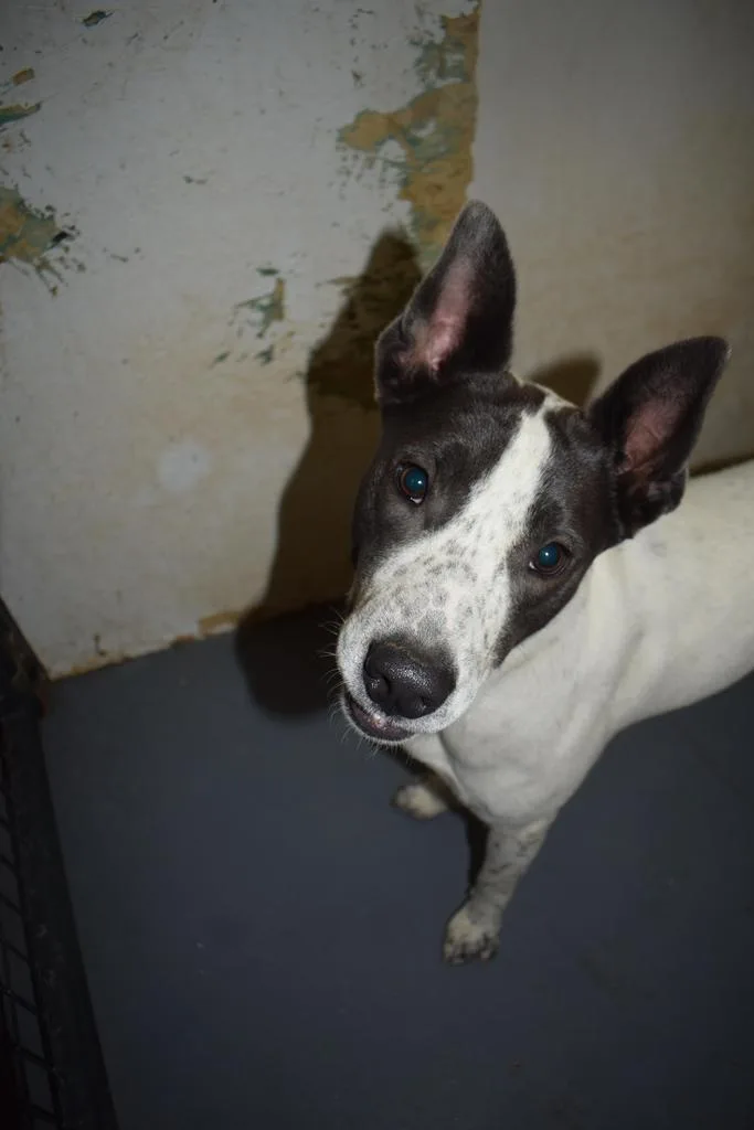 A young large-sized female Australian Cattle Dog / Blue Heeler dog named Patches for adoption in Pahrump, NV