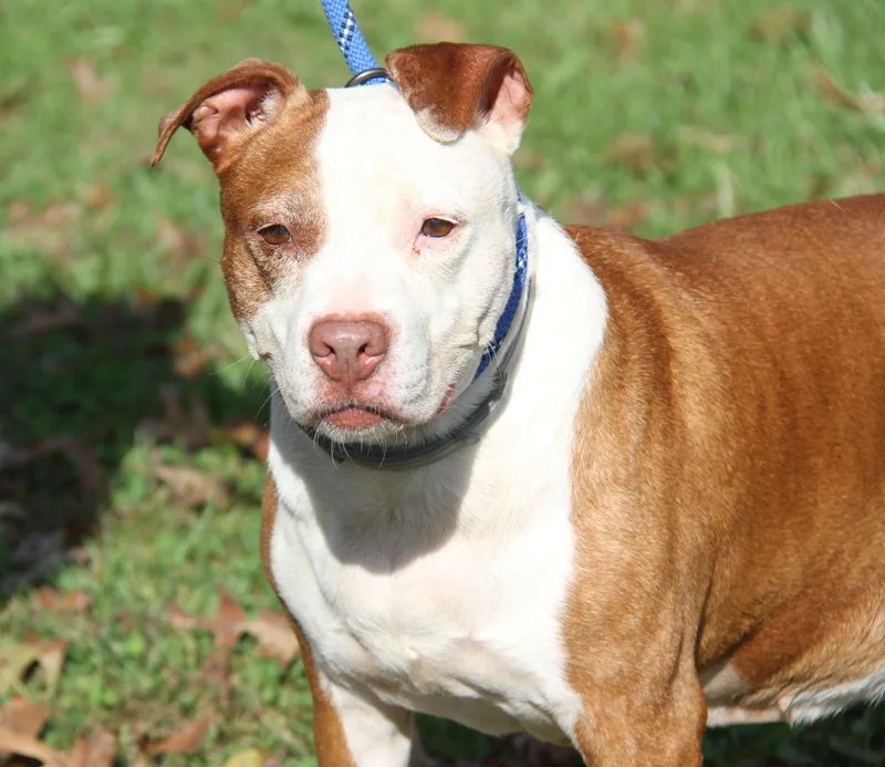 An adult large-sized female Boxer dog named Marigold for adoption in Marietta, OH