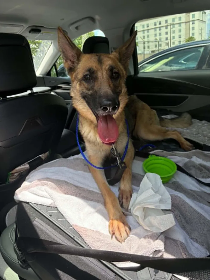 A young medium-sized female German Shepherd Dog dog named Mila for adoption in Pompano Beach, FL