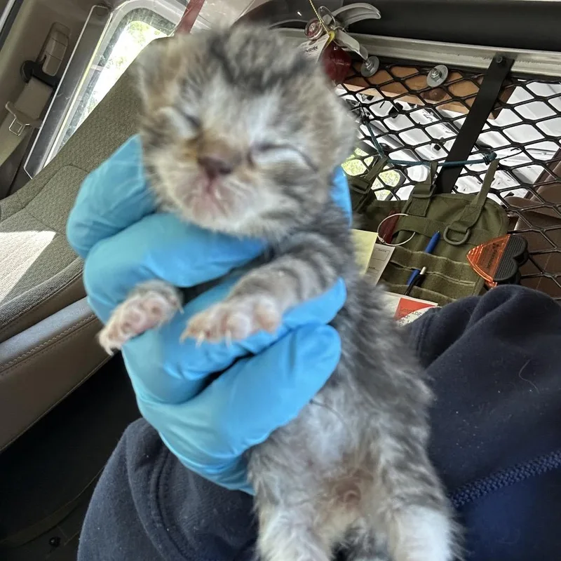 A baby small-sized female Brown / Chocolate Domestic Short Hair cat named Parakeet for adoption in Newark, NJ