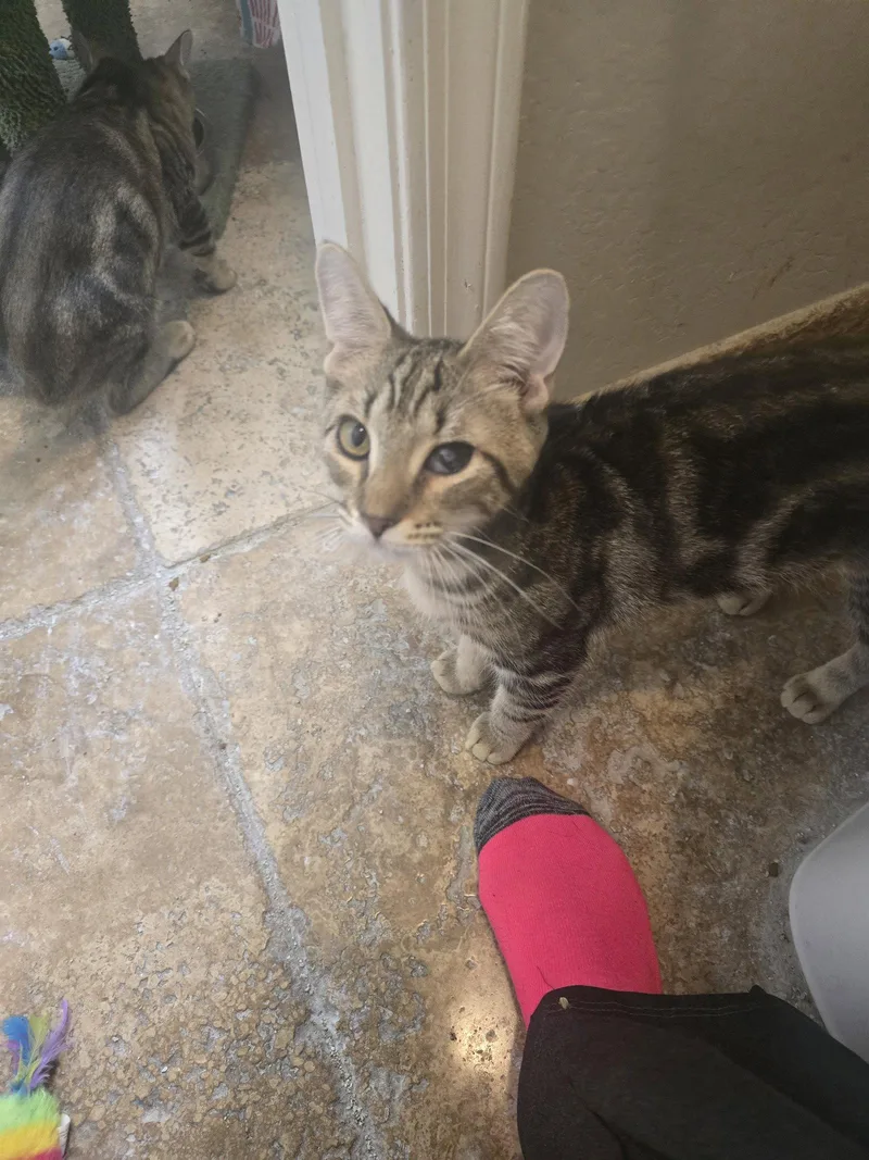 A young medium-sized male Domestic Short Hair cat named Chico for adoption in Glendale, AZ