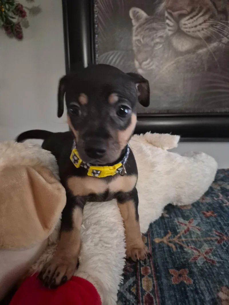 A baby small-sized male Chihuahua dog named Wally for adoption in Livingston, TX