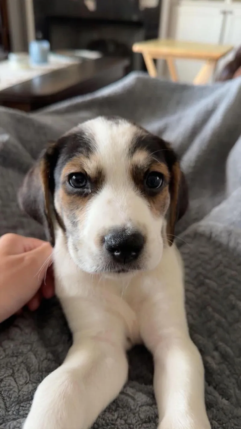 A baby medium-sized male Terrier dog named Dean for adoption in Walker, LA