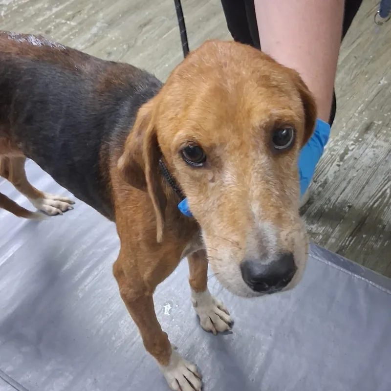 An adult medium-sized female Yellow / Tan / Blond / Fawn Mixed Breed dog named Dottie for adoption in Summerville, SC