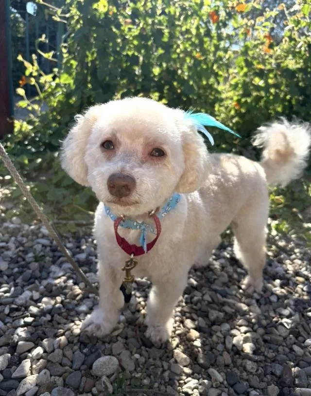 An adult small-sized male Poodle dog named Chucky for adoption in Santa Maria, CA